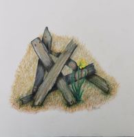 Hout in het bollenland